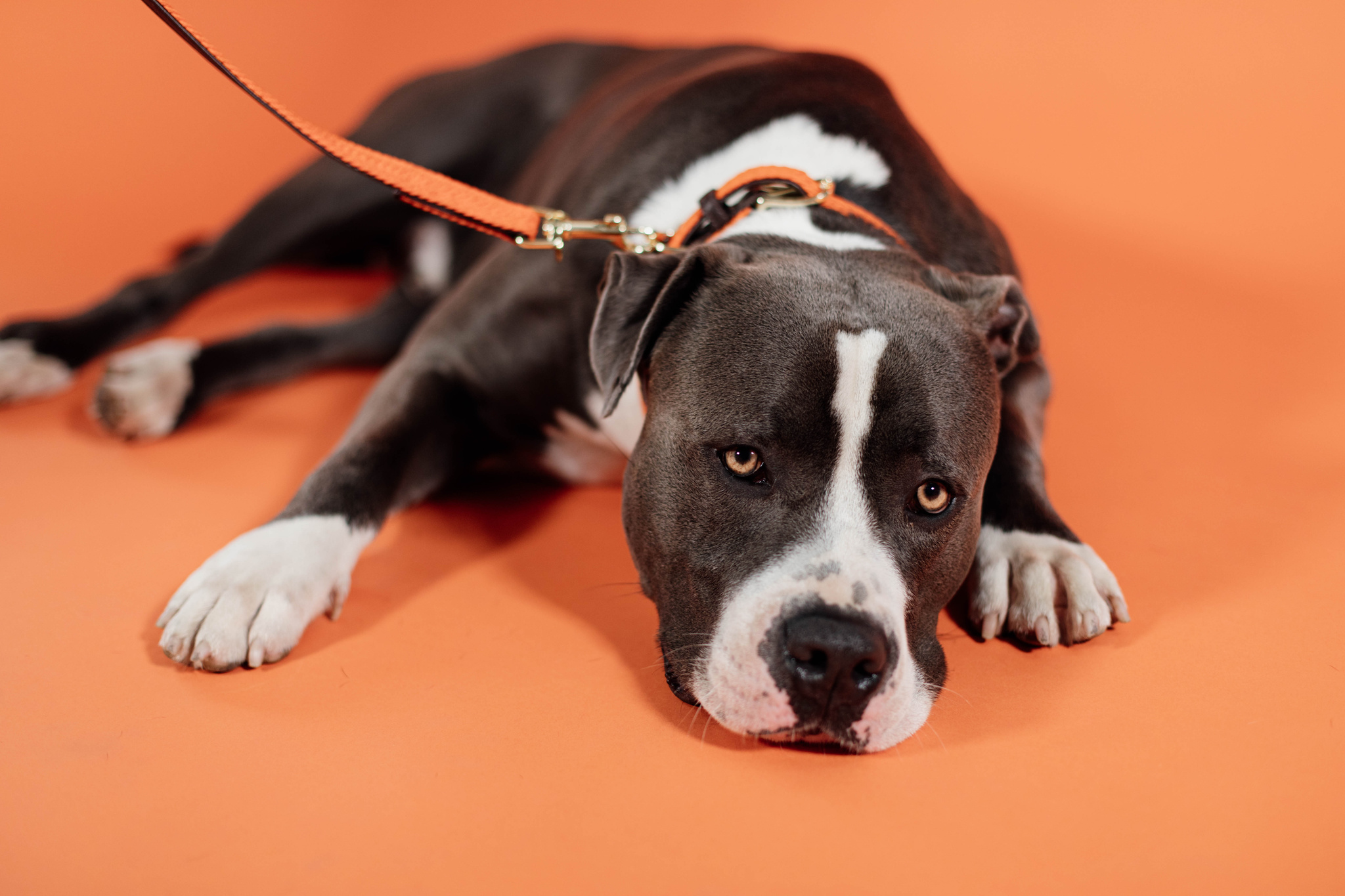 Nylon braided dog lead