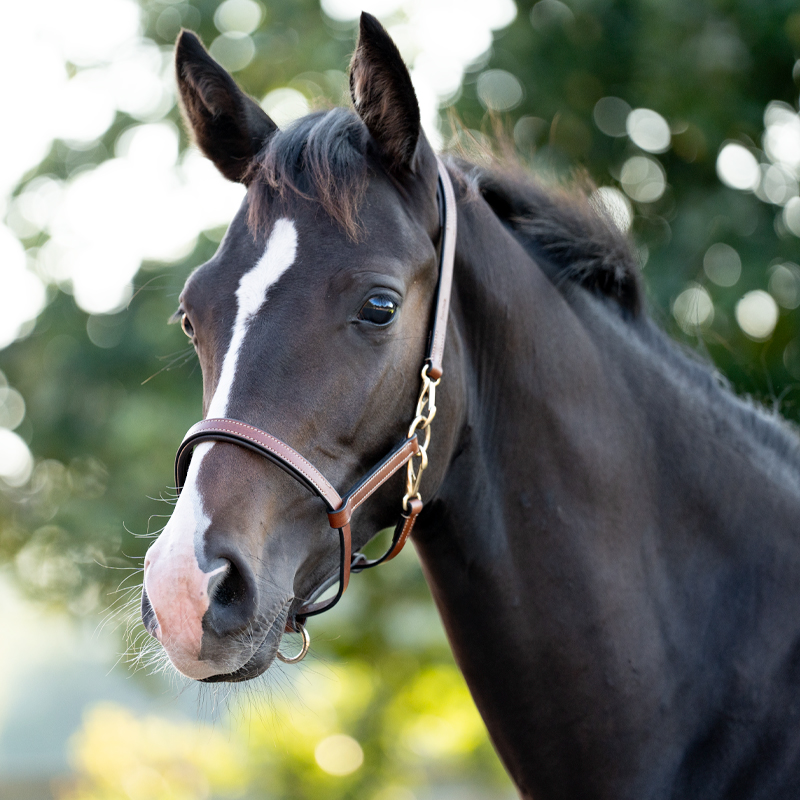 Lederfohlen- /Jährlingshalfter