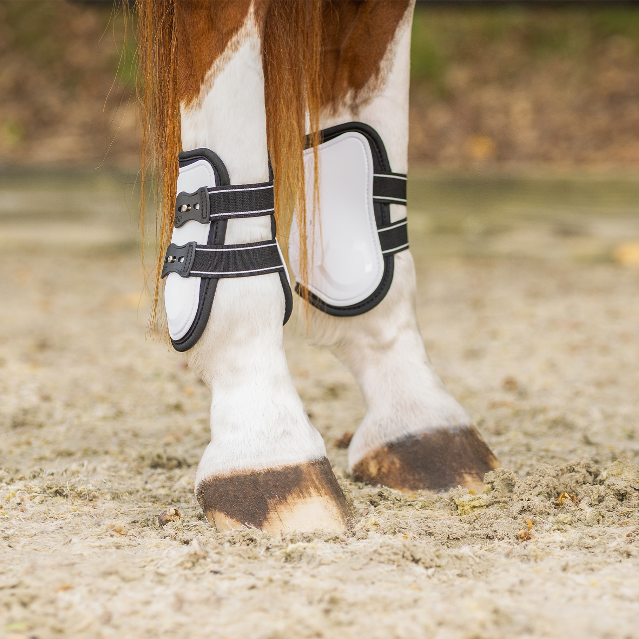 Champion fetlock boots