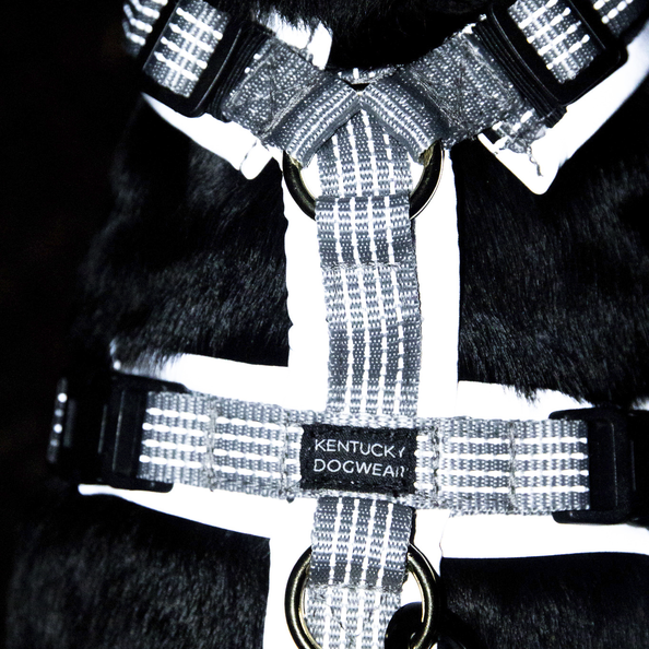 Active reflective dog harness