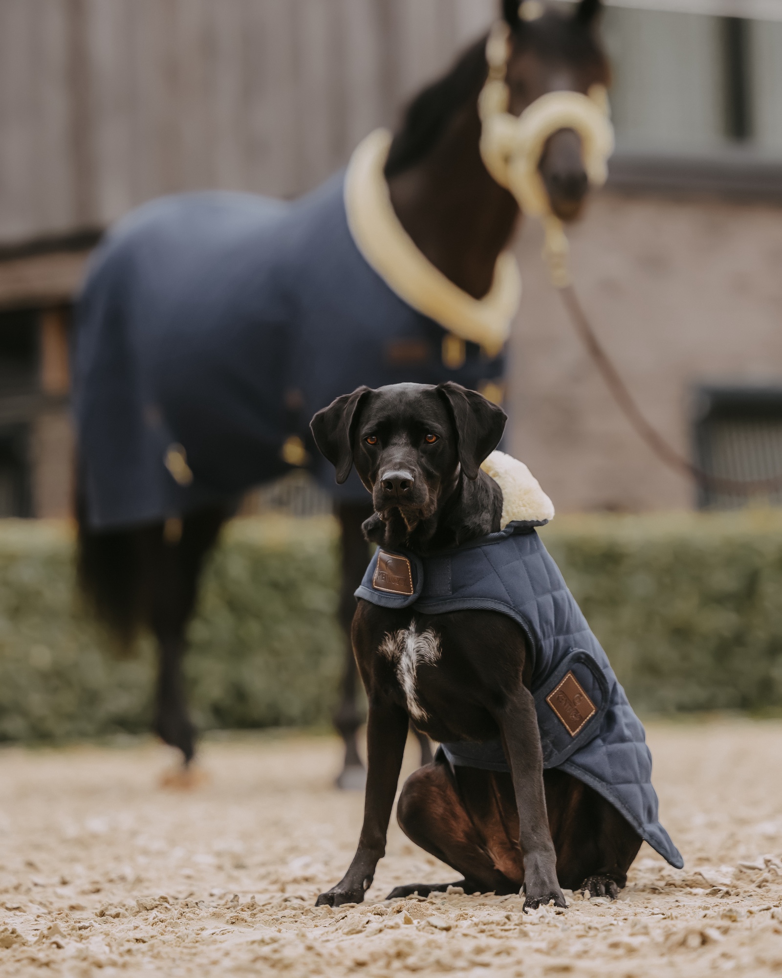 Original dog coat