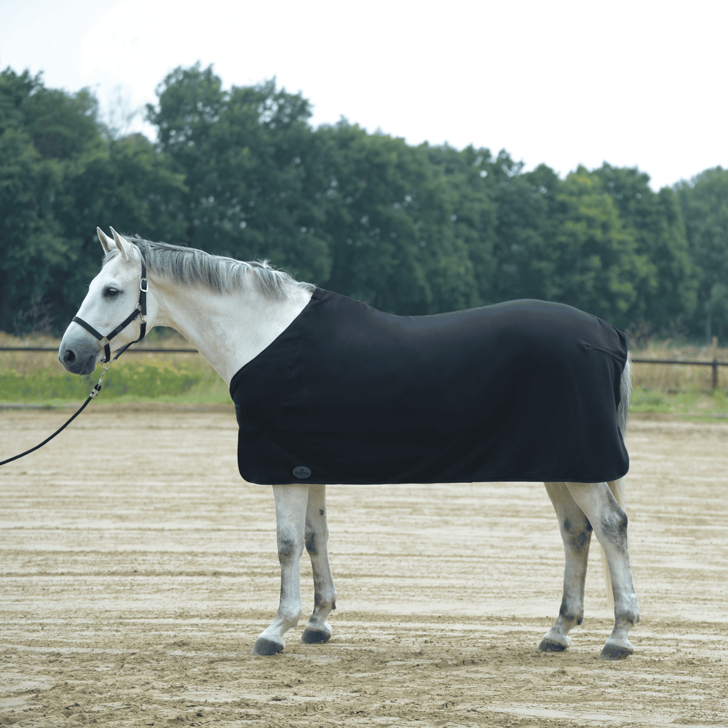 Basic II sweat rug