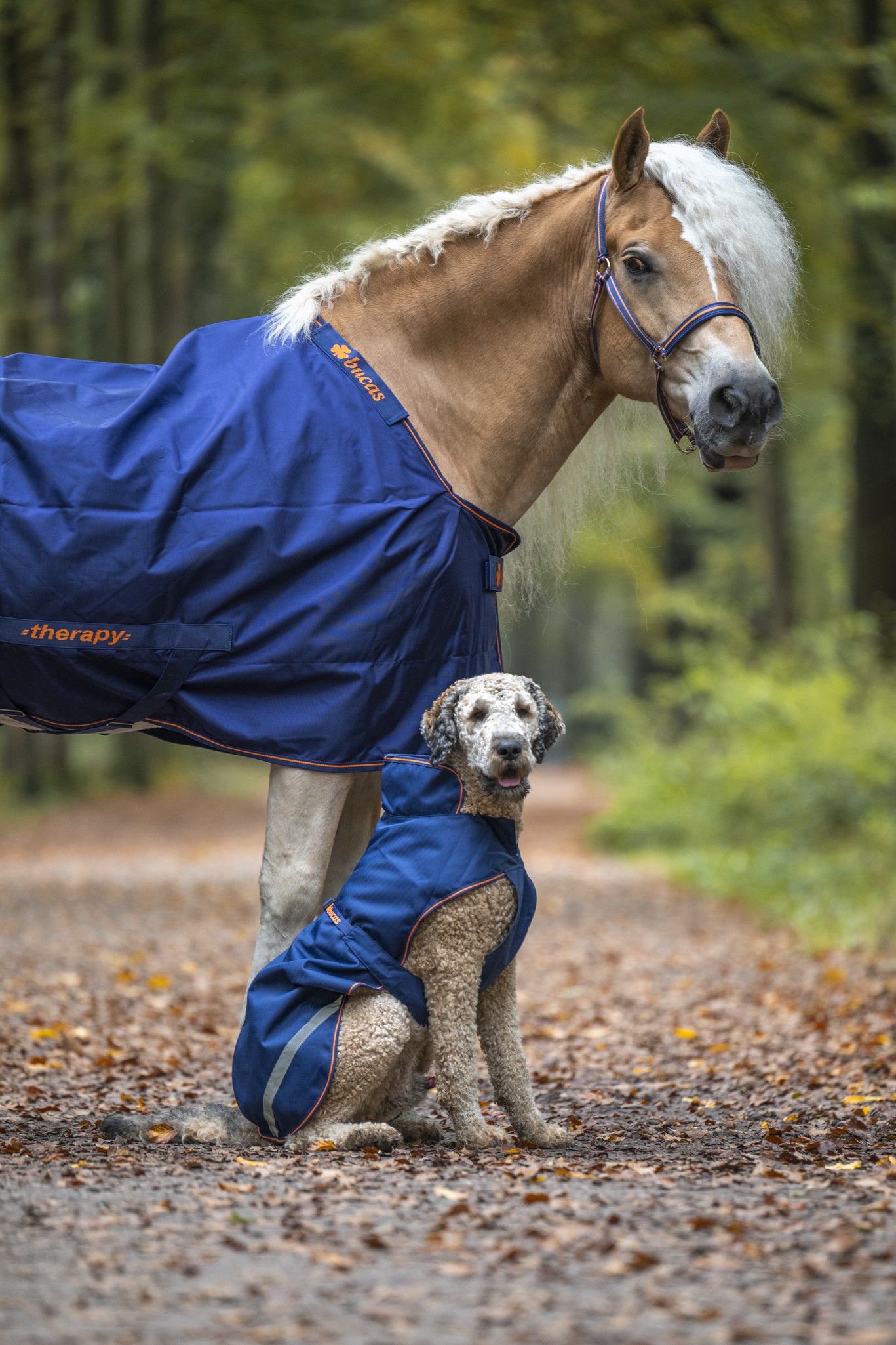 Hundedecke Therapy in Navy/Orange