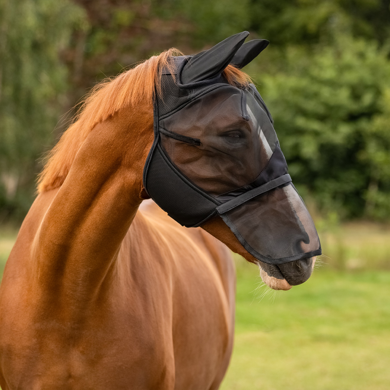 Fly mask with removable nose protection