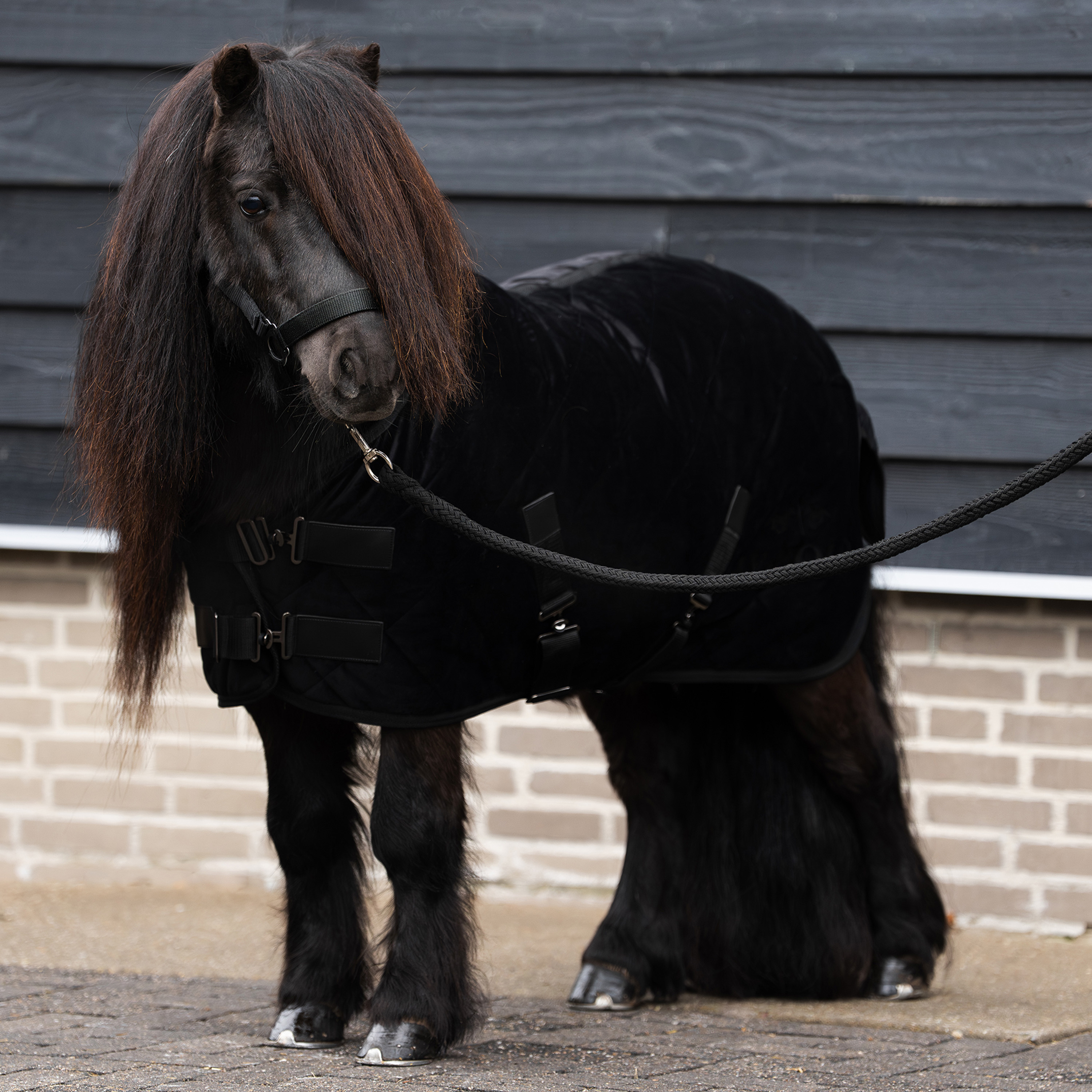 Stalldecke Sacha