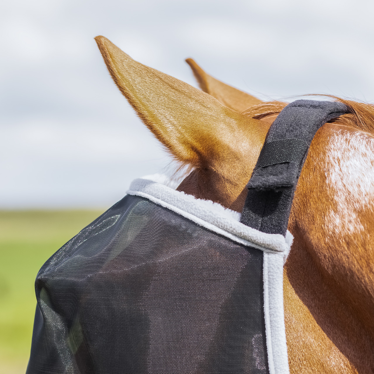 Fly mask Solaire without orhen