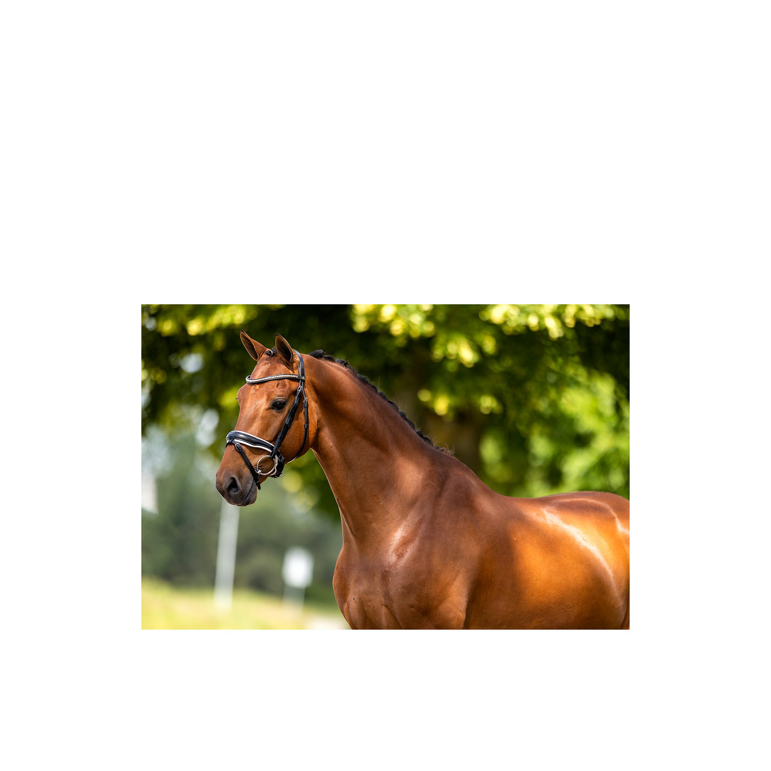 Snaffle hoofdstel Oldham anatomisch