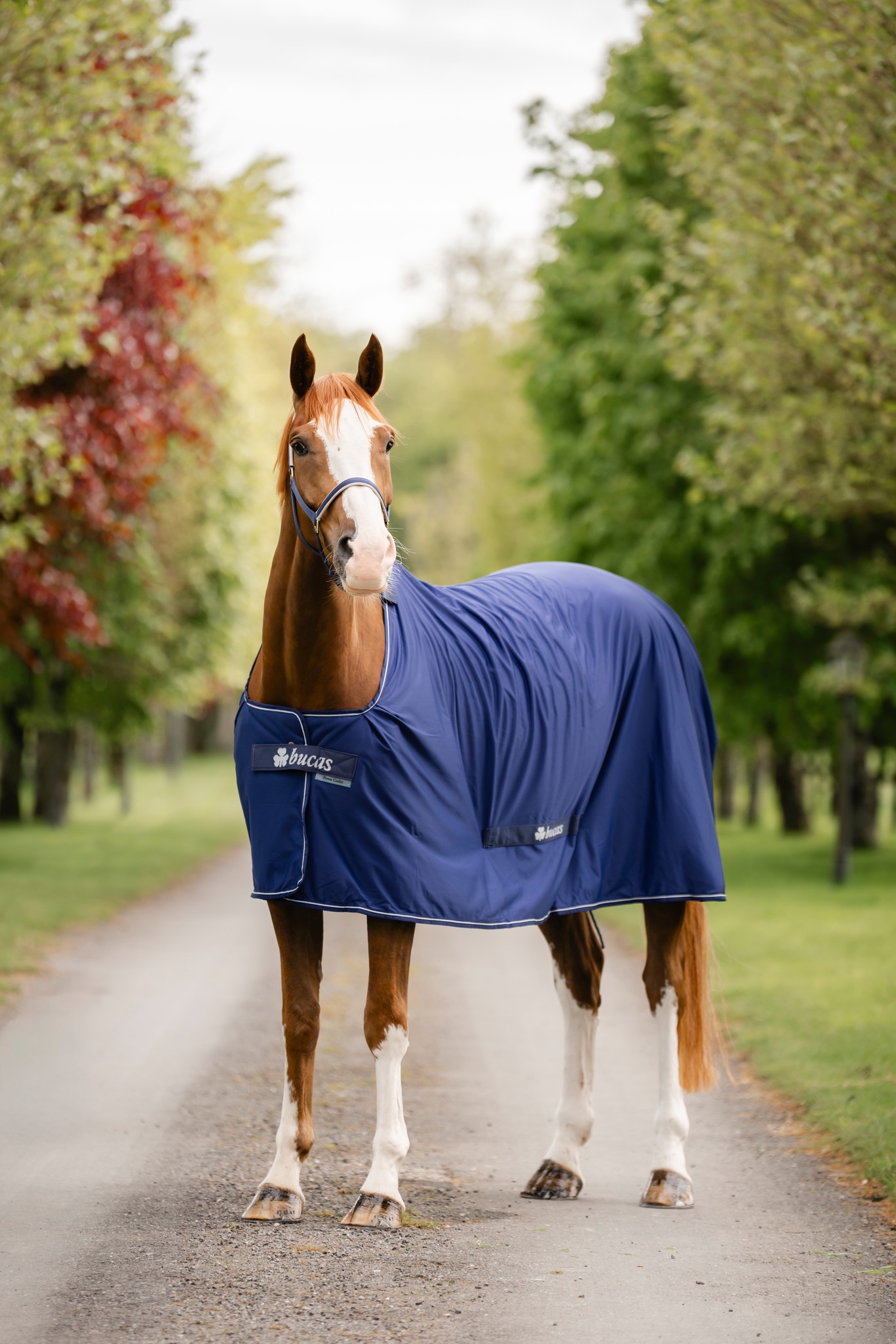 Abschwitzdecke Competition Cooler in Navy