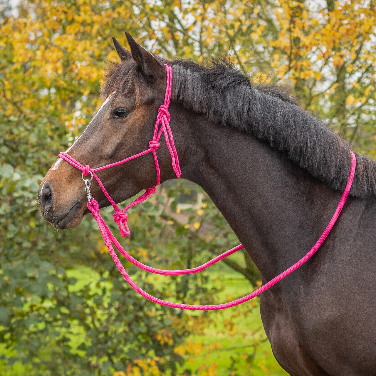 Knotted halter colour with reins