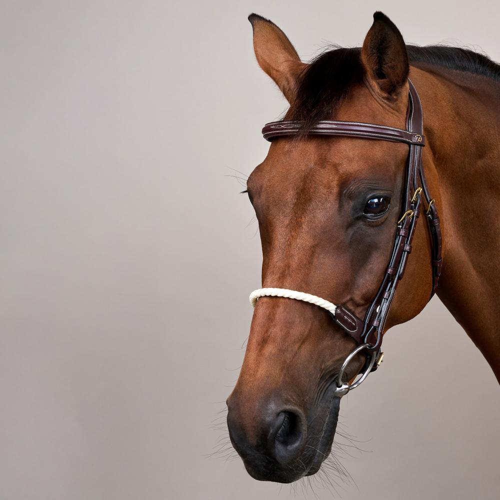 Trense mit Strickreithalfter DY | Dy'on