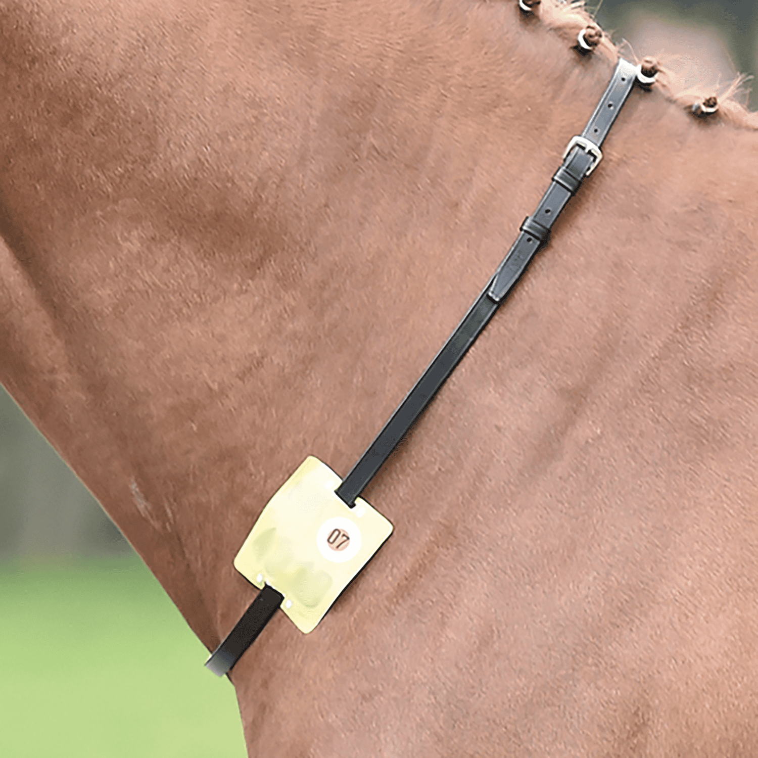 Neck strap riding licence plate