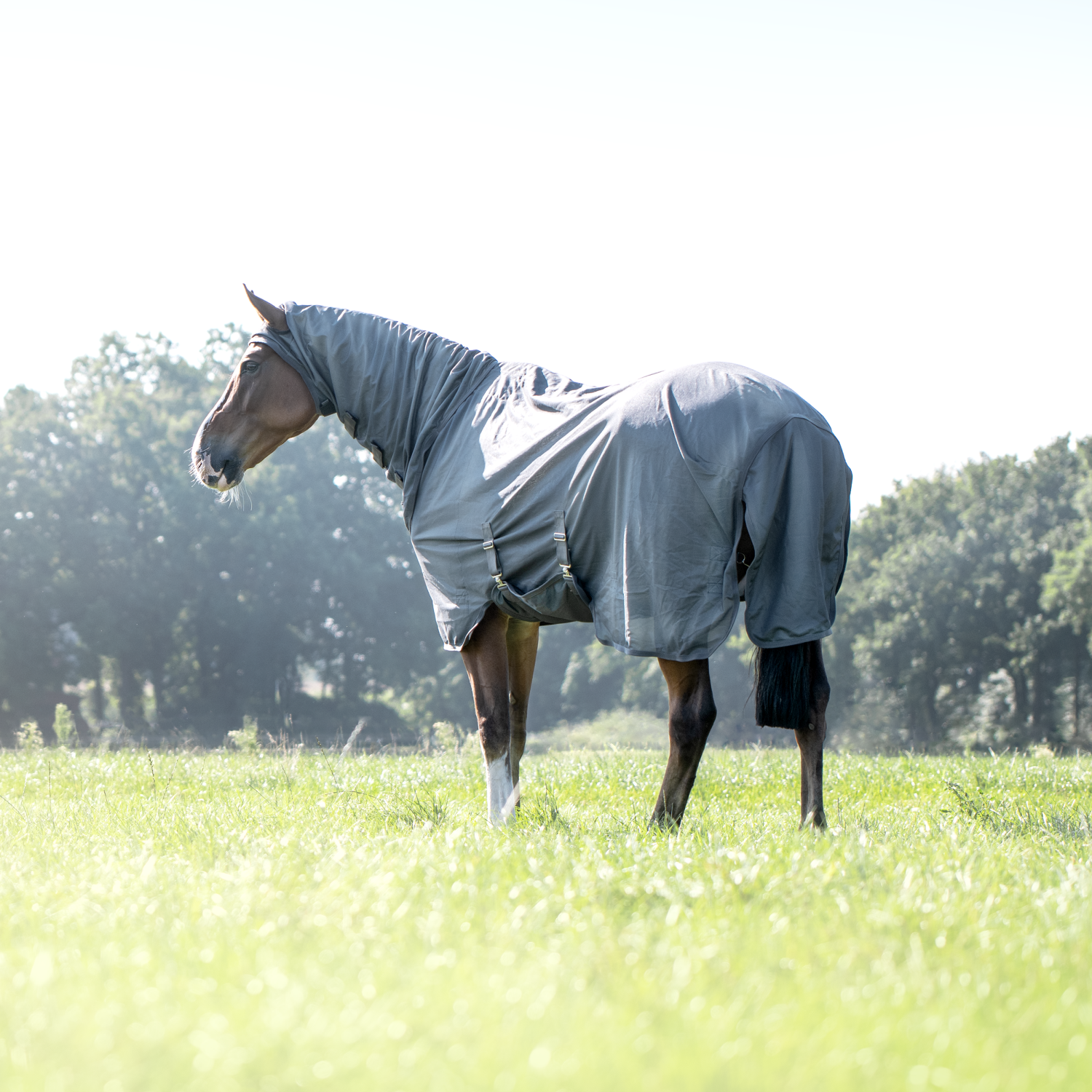 Complete Plus fly rug