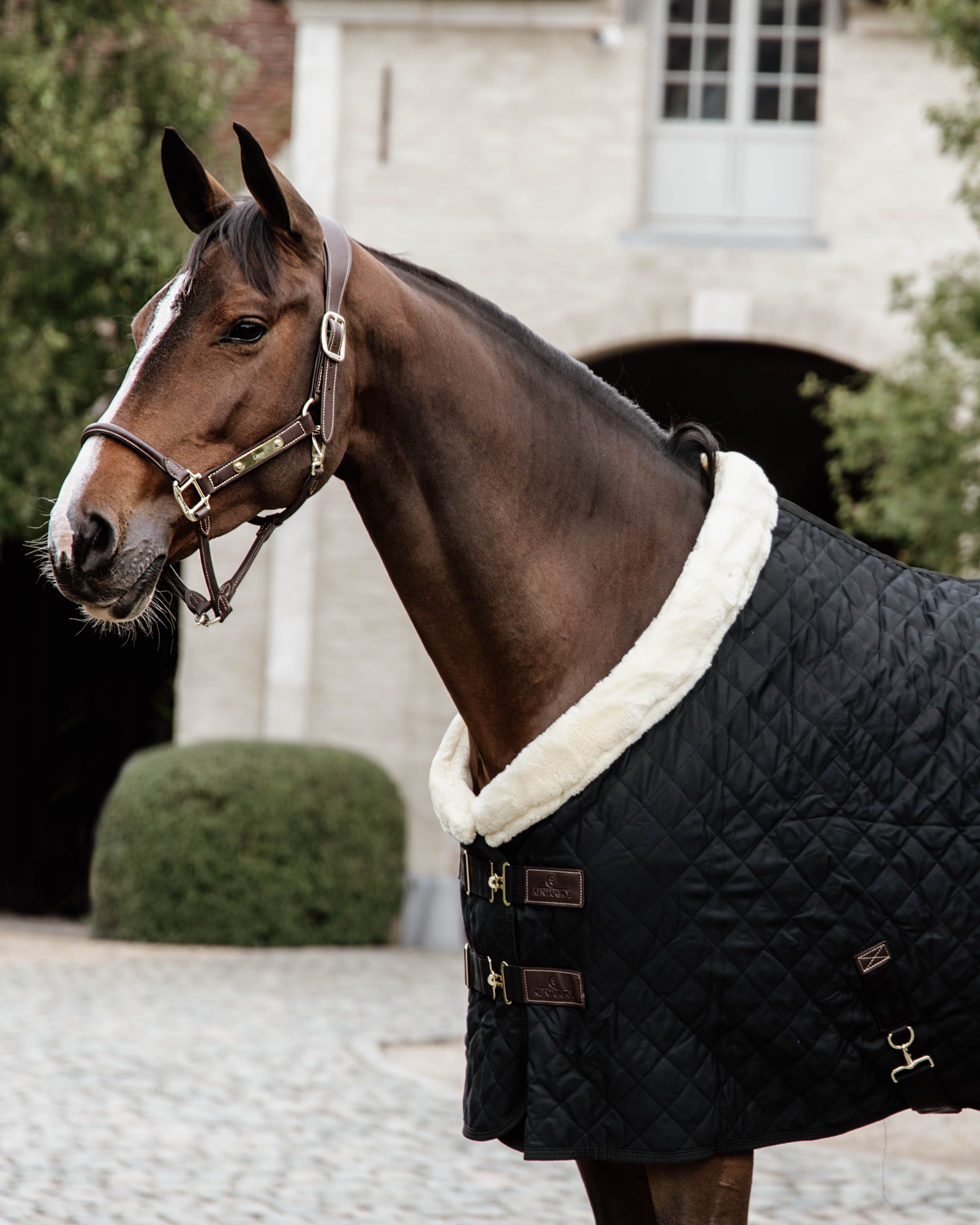 Show rug Show Rug 160g