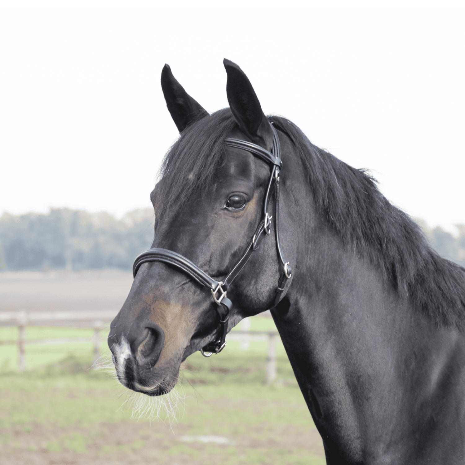 Solibel Wanderreittrense Solibel | schwarz | Warmblut Extra | 4026107249612