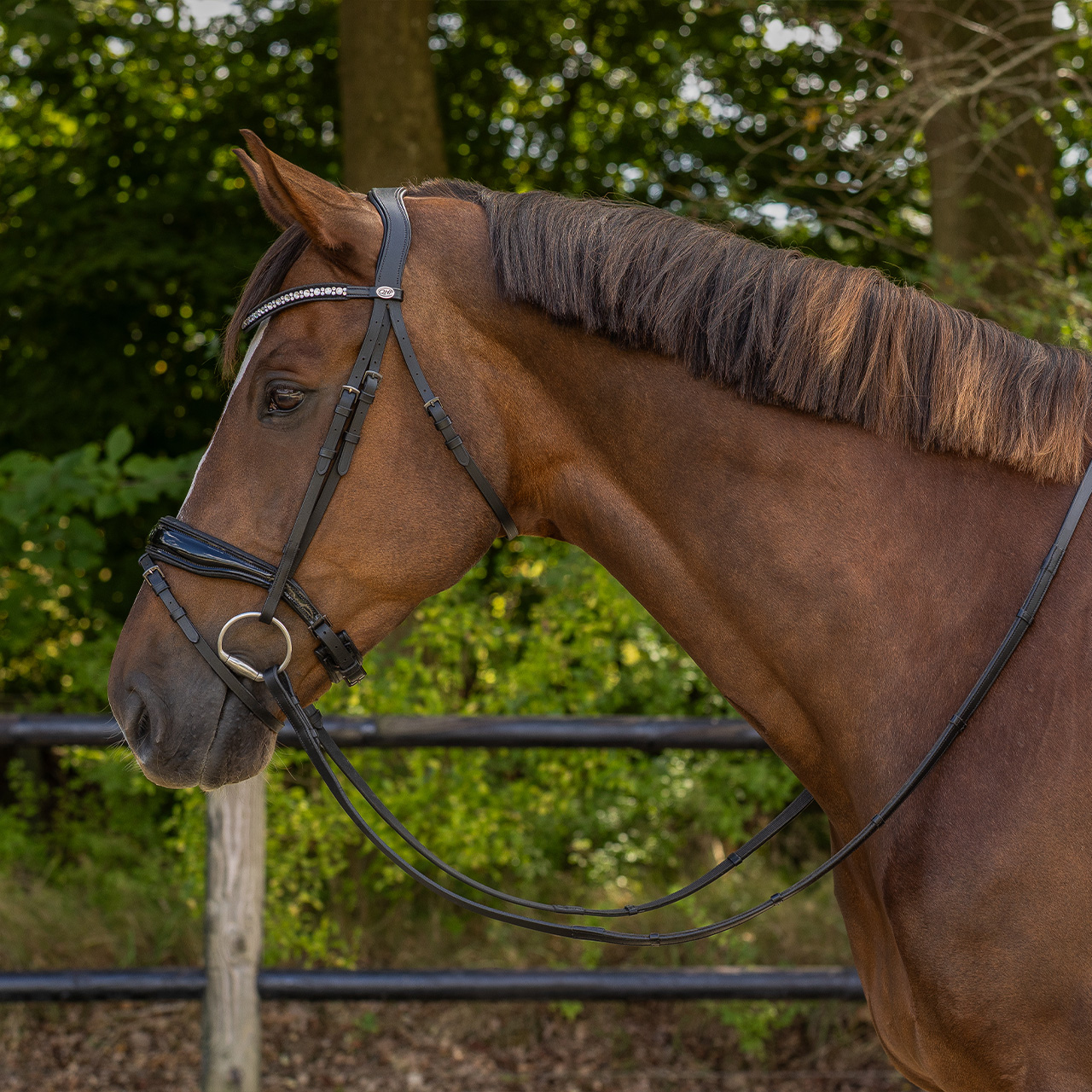 Snaffle Orlando