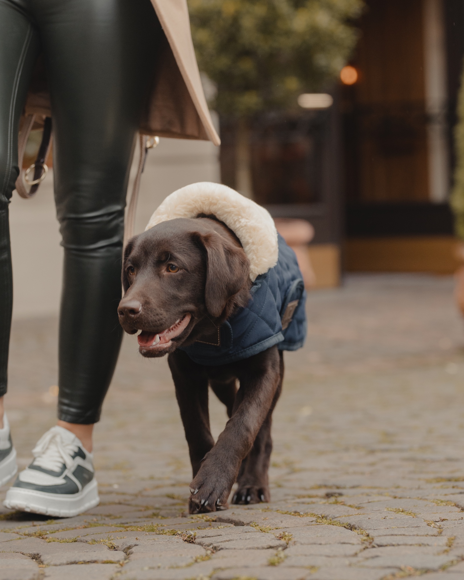 Original dog coat