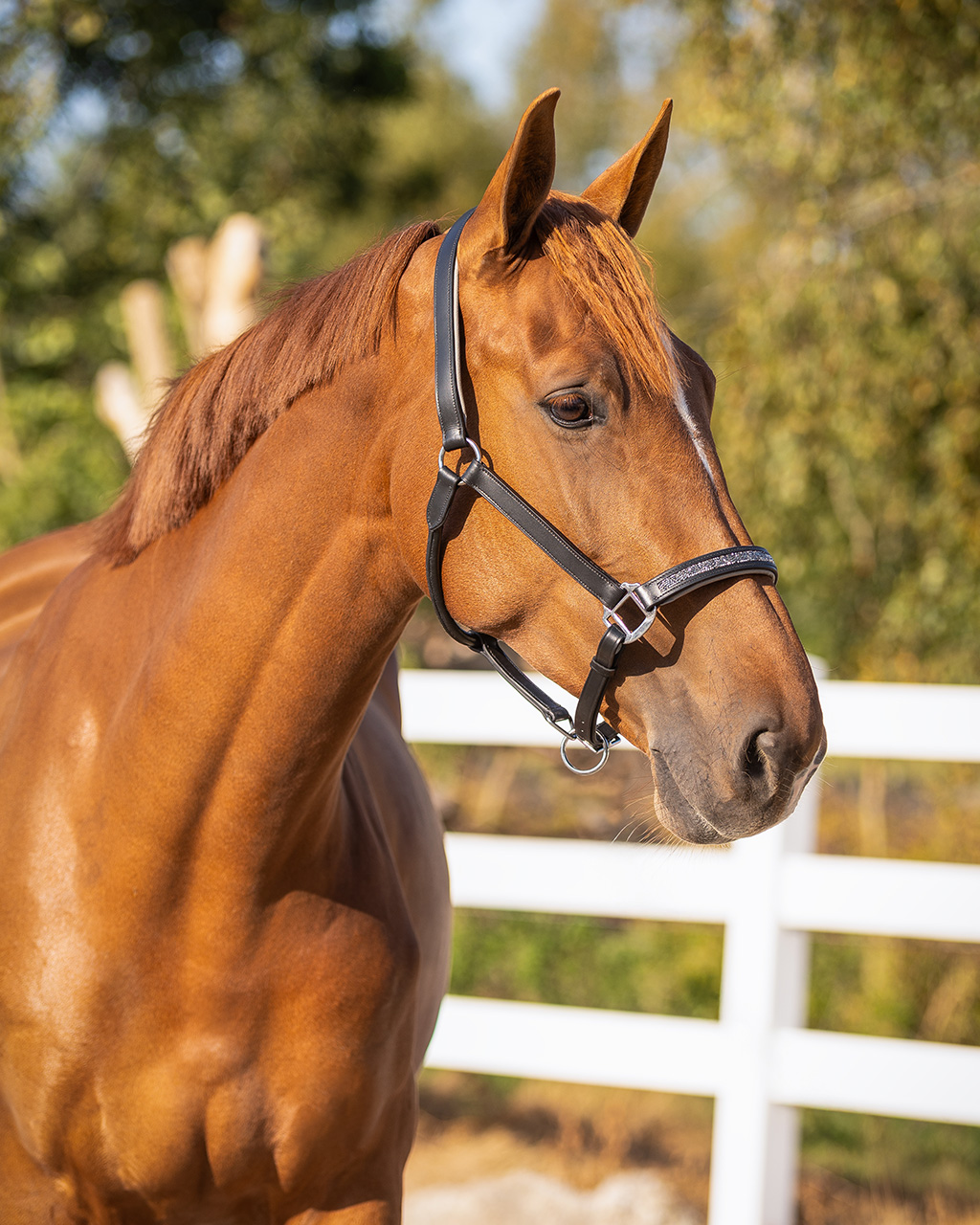 Leather halter Lupine