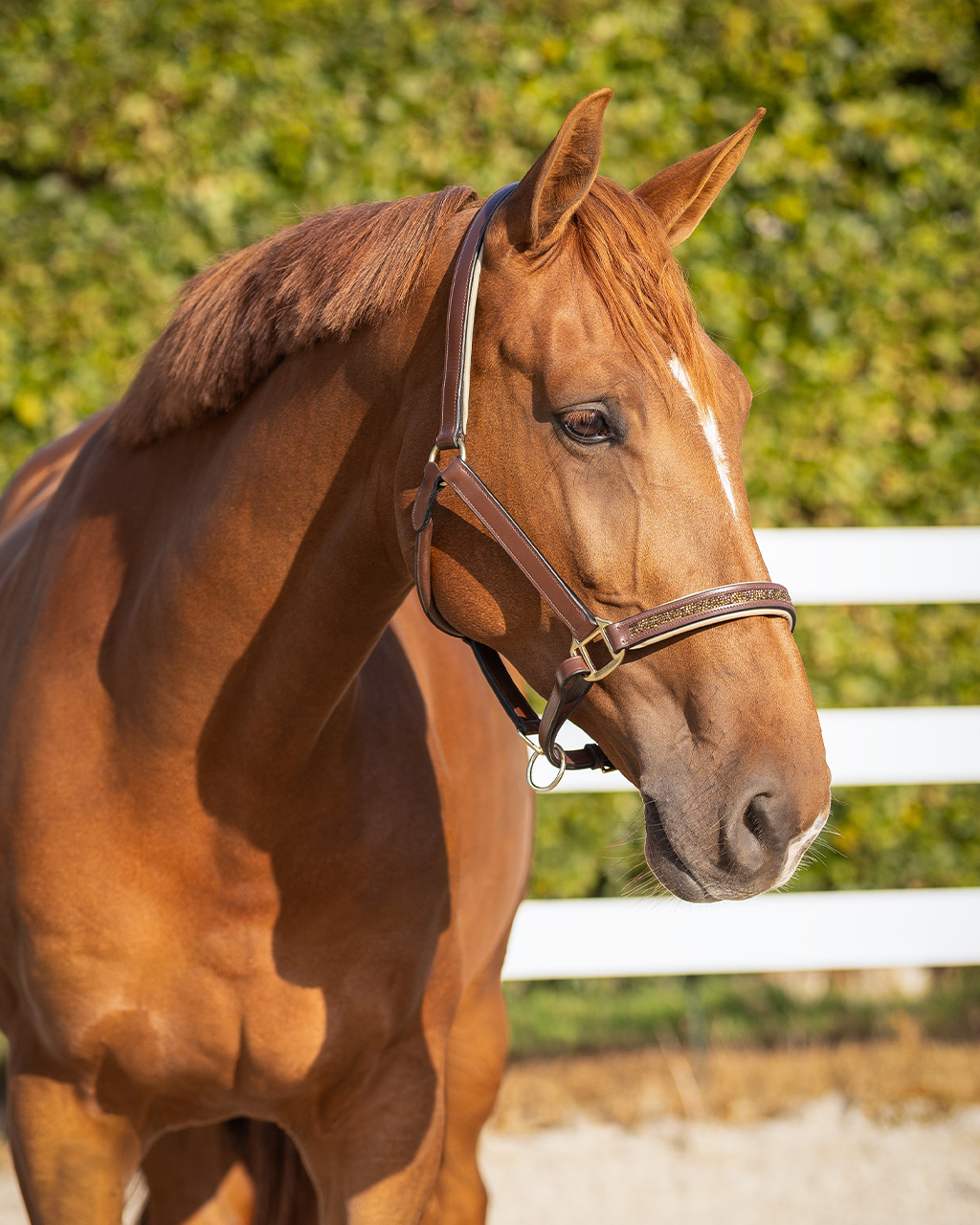 Leather halter Lupine