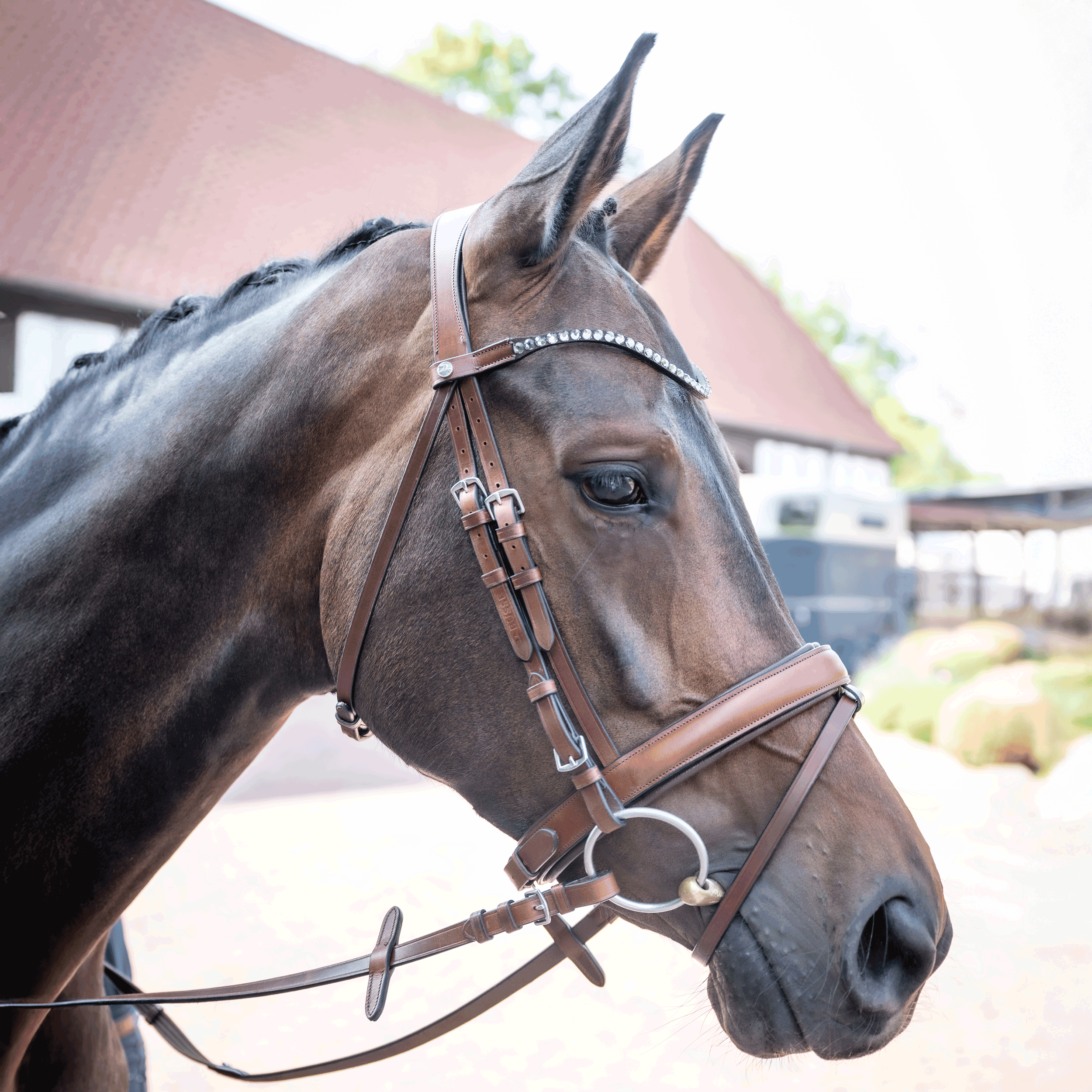Noseband CHOOSE IT