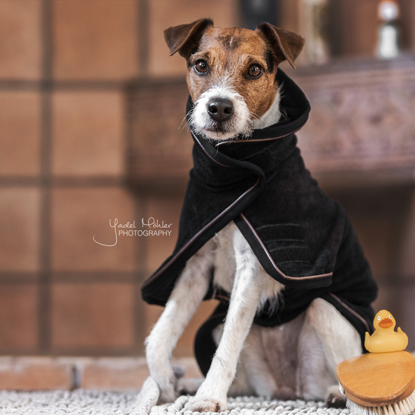 Towel dog coat in black