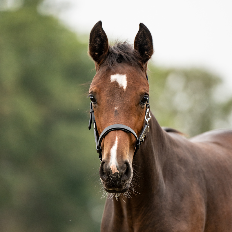 Leather foal/yearling halter Leather foal/yearling halter