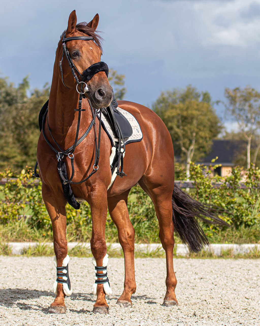 Martingale fur