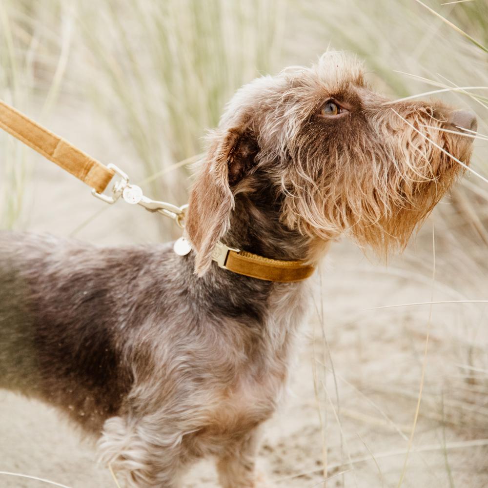 Hunde Leine Velvet 120 cm