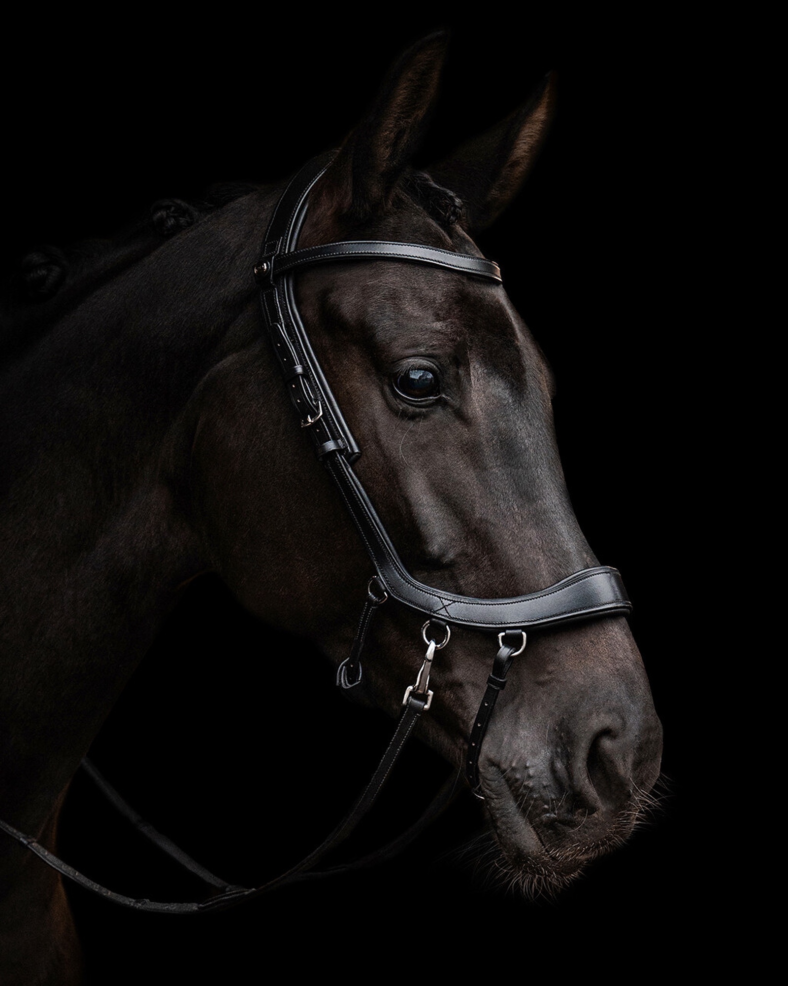 Snaffle FaySport bitless