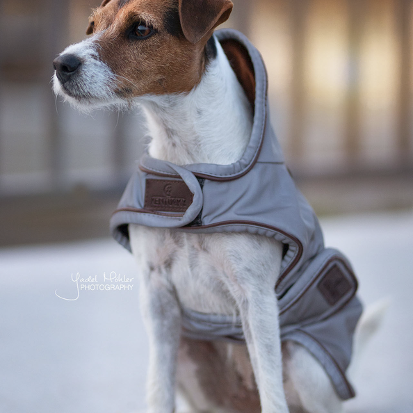 Dog coat reflective & water-repellent in silver Dog coat reflective & water-repellent in silver