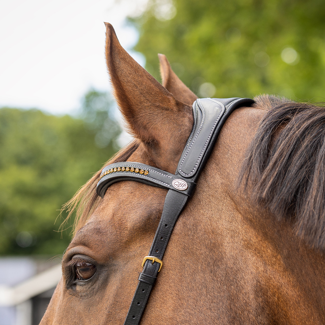 Bitless bridle Anatomical