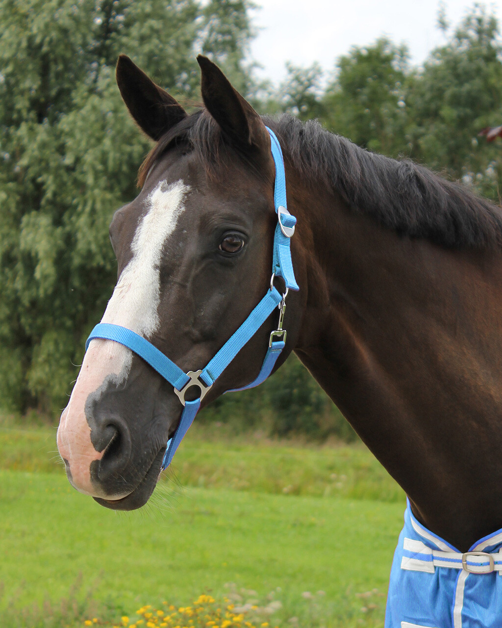 Halter with sliding buckle