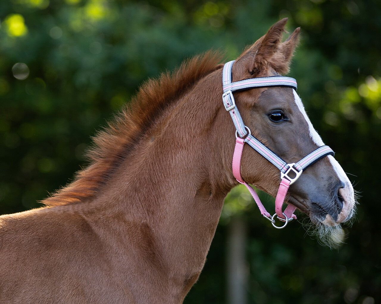 Foal halter Flore with headband