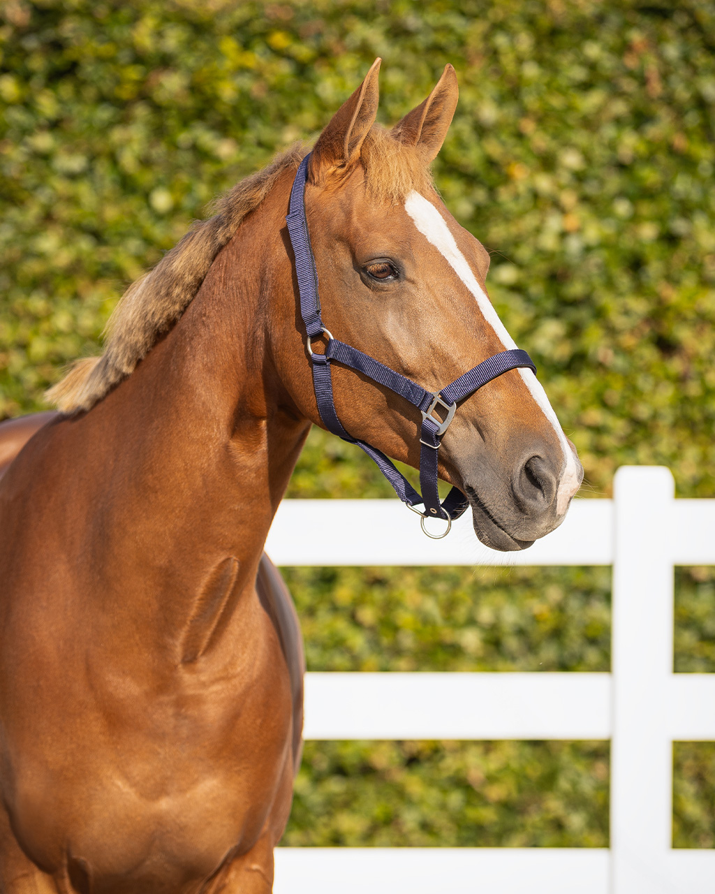 Safety halter underlay