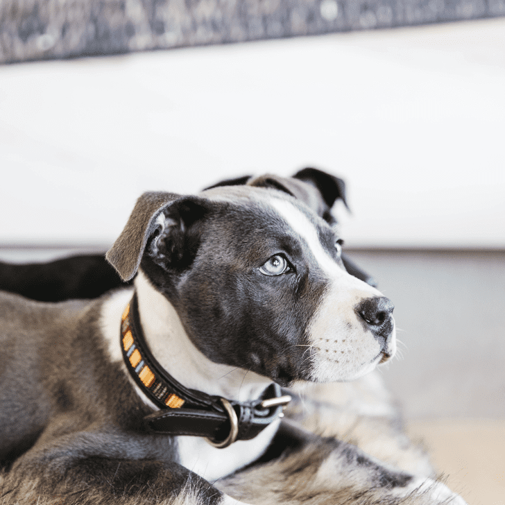 Dog collar Handmade Pearls