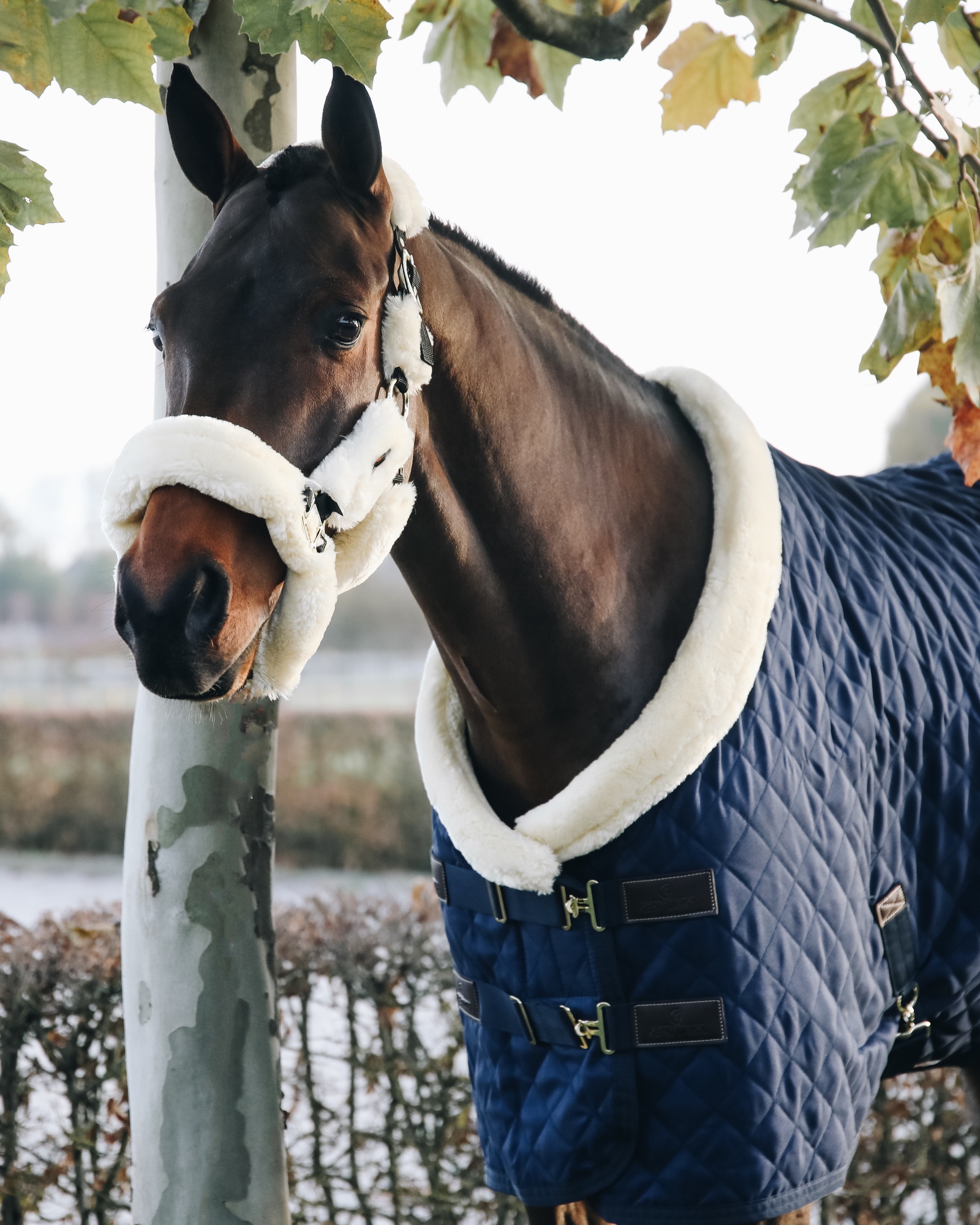 Show rug Show Rug 160g