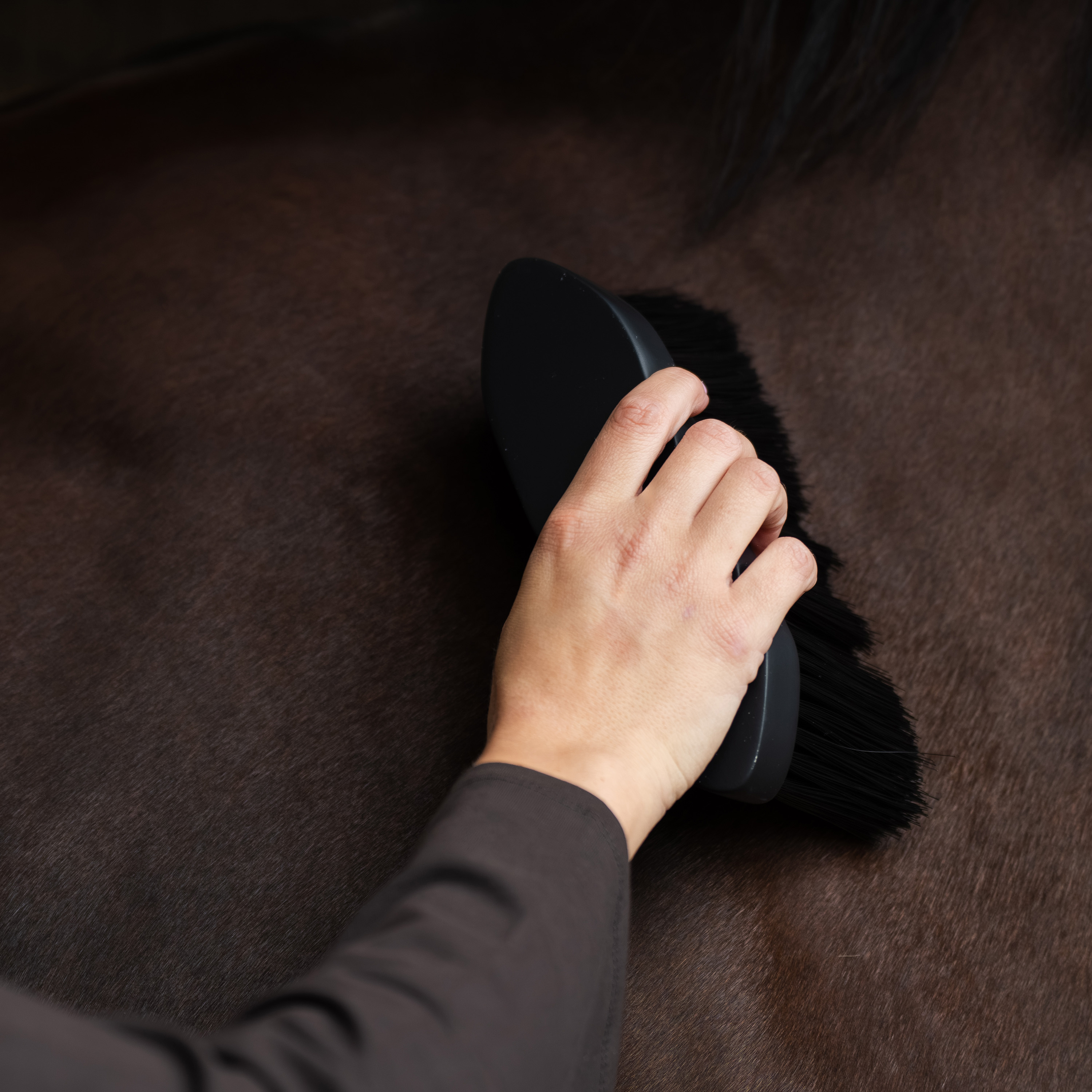 Dandy-Pinsel long hair Belleza