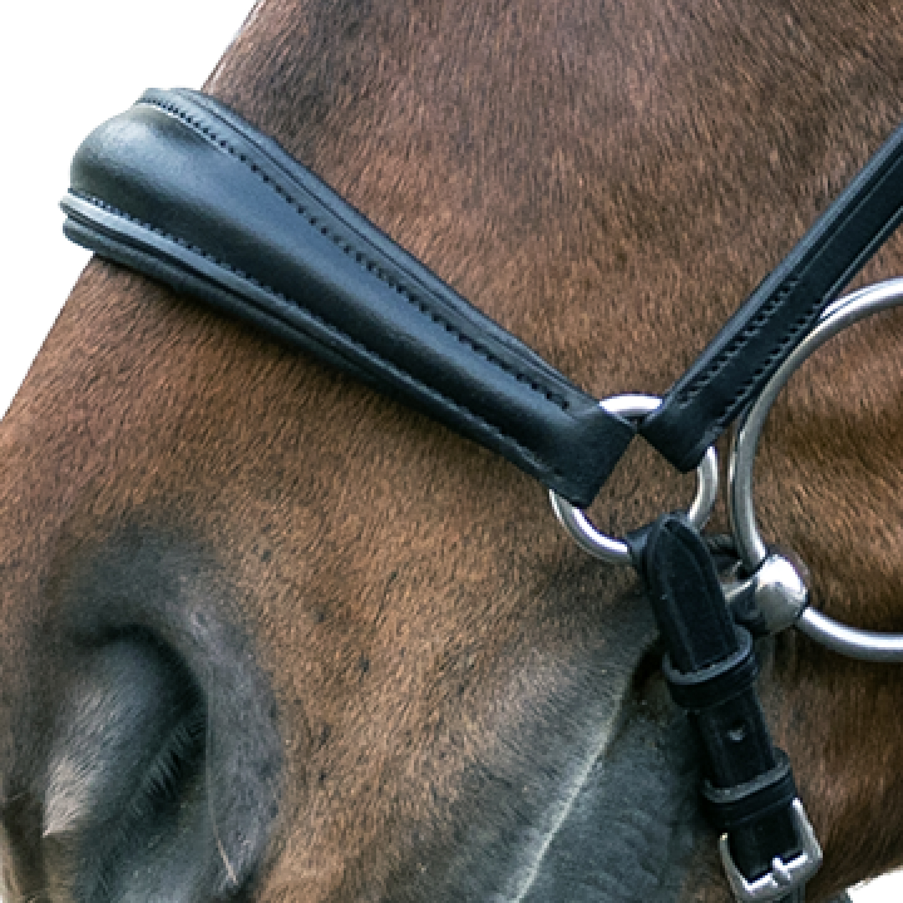 Snaffle Hanover