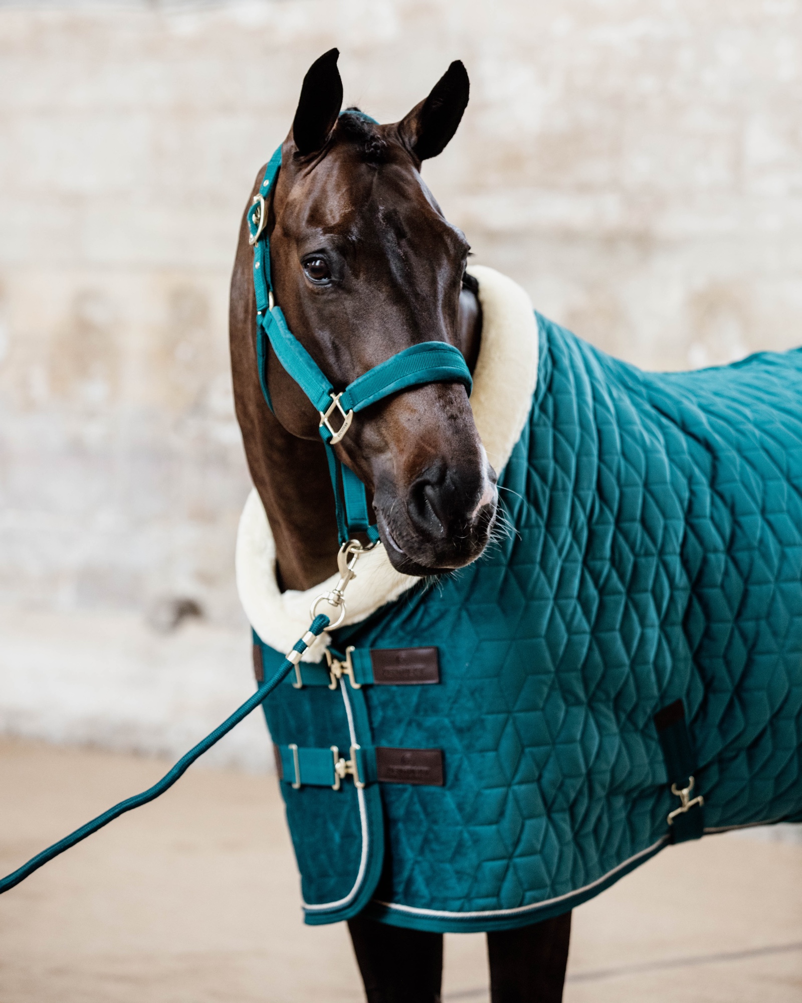 Show rug Show Rug Velvet 160g