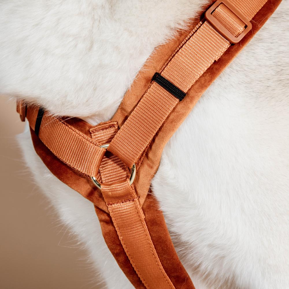 Harnais pour chien Aktiv Velvet
