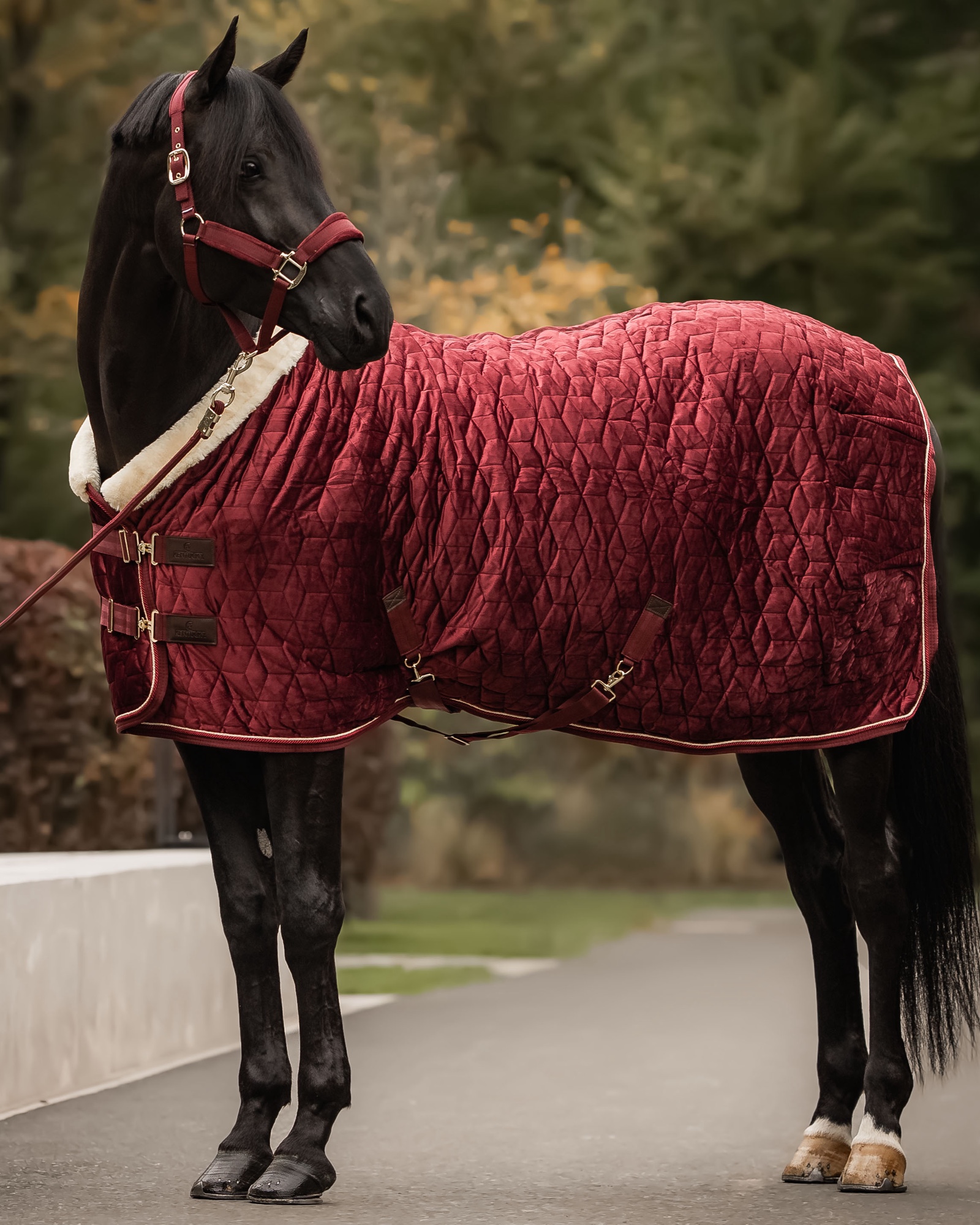Show rug Show Rug Velvet 160g