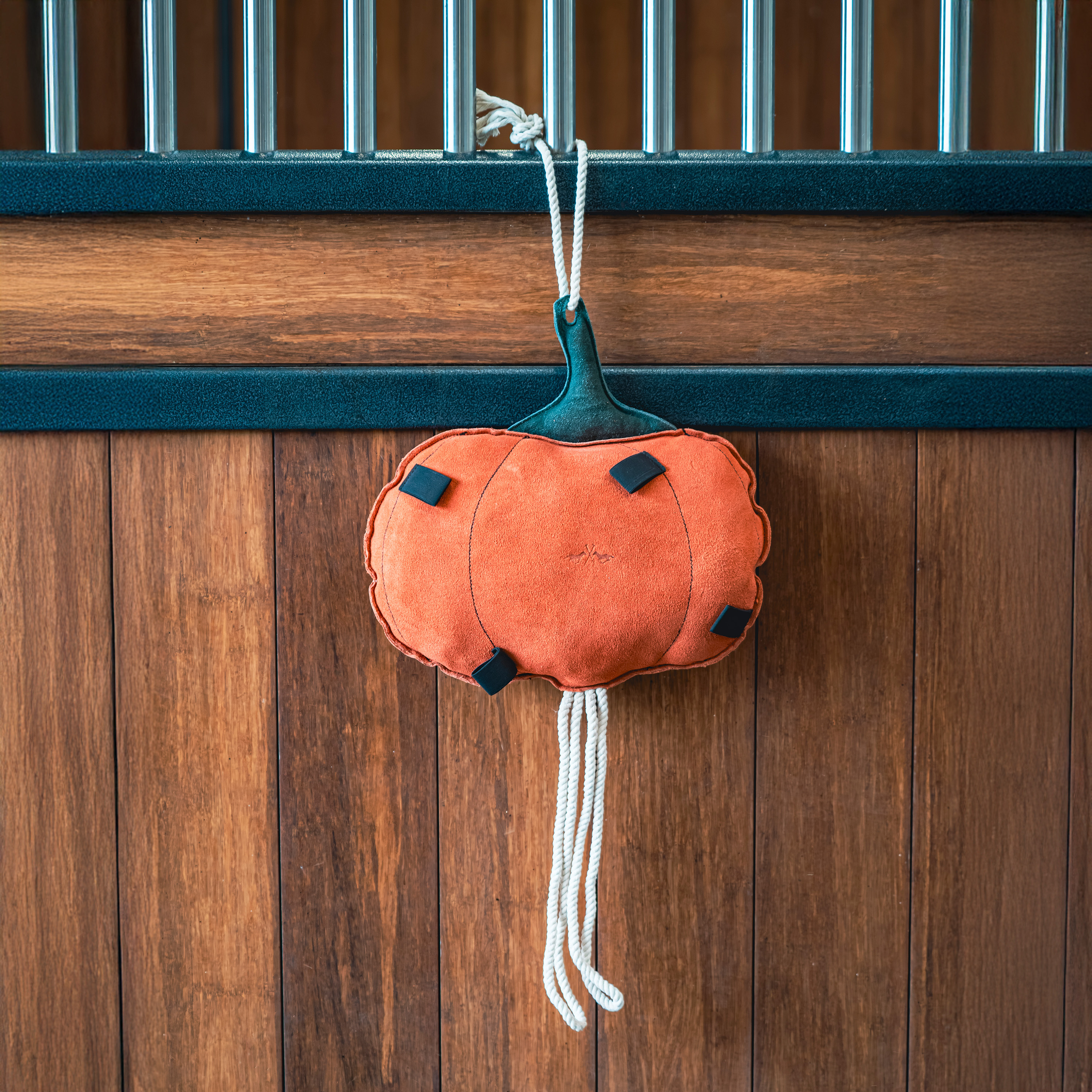 Stable buddy Pumpkin