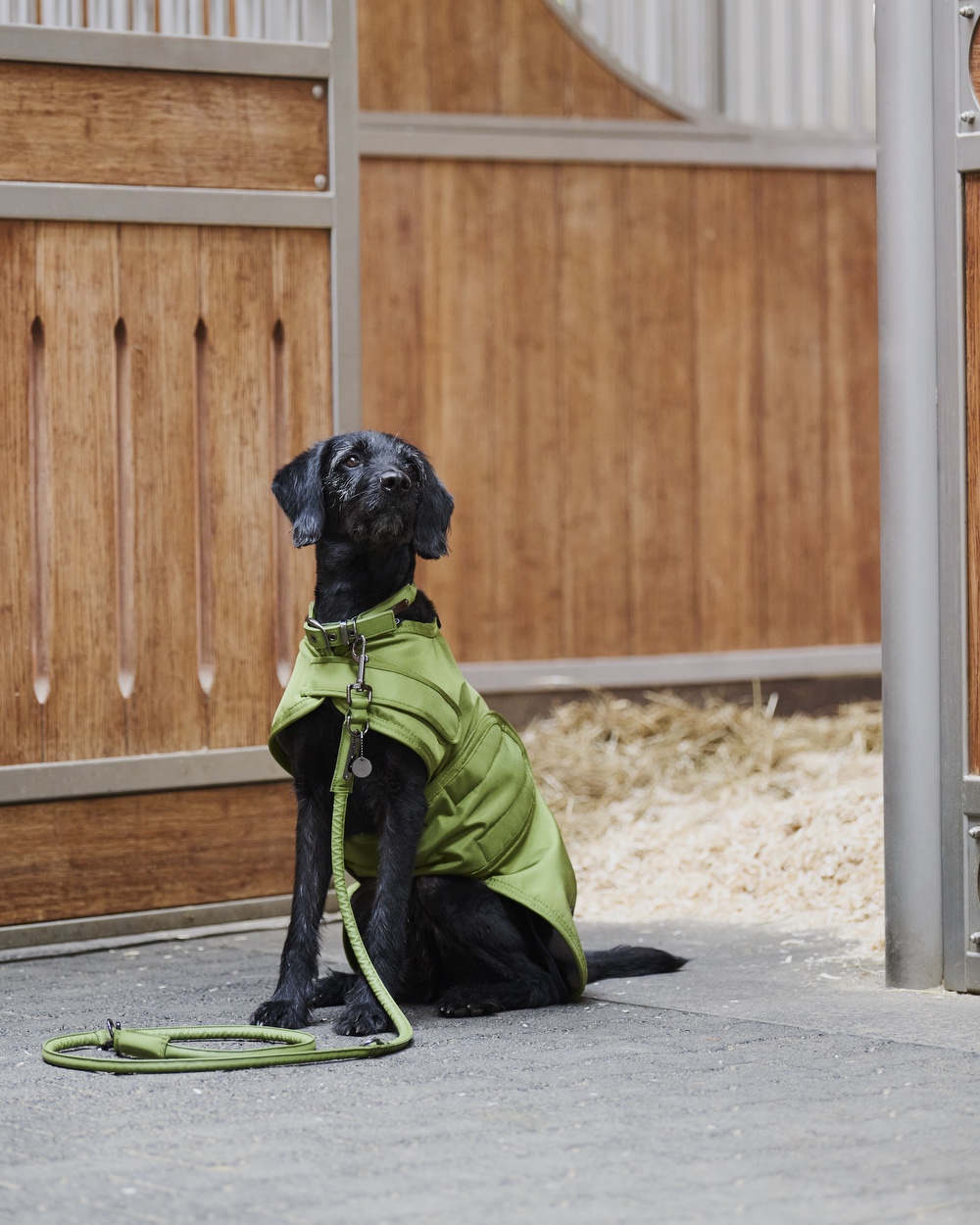 Dog set Faux Leather Platinum in moss green