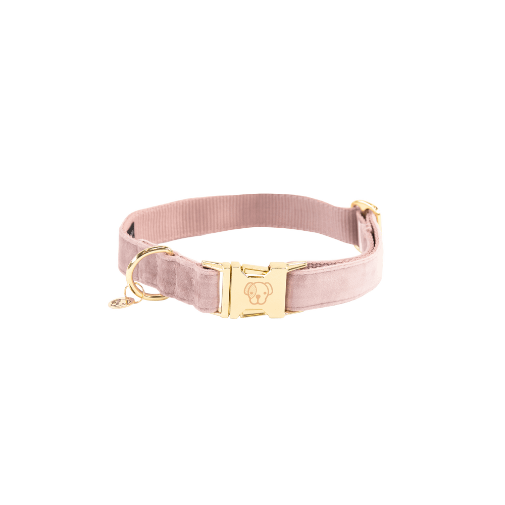 Collier de chien Velvet