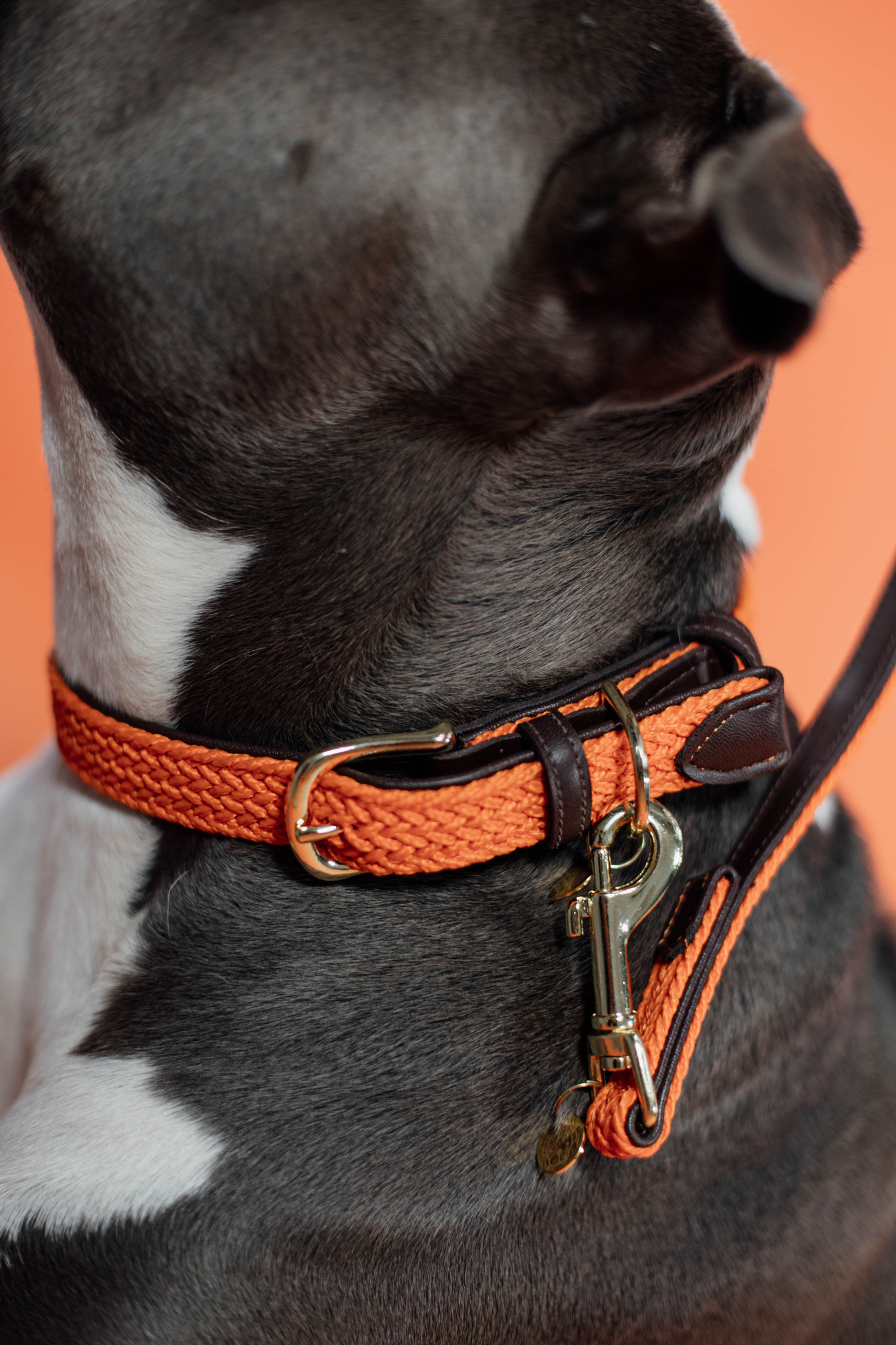 Braided nylon dog collar