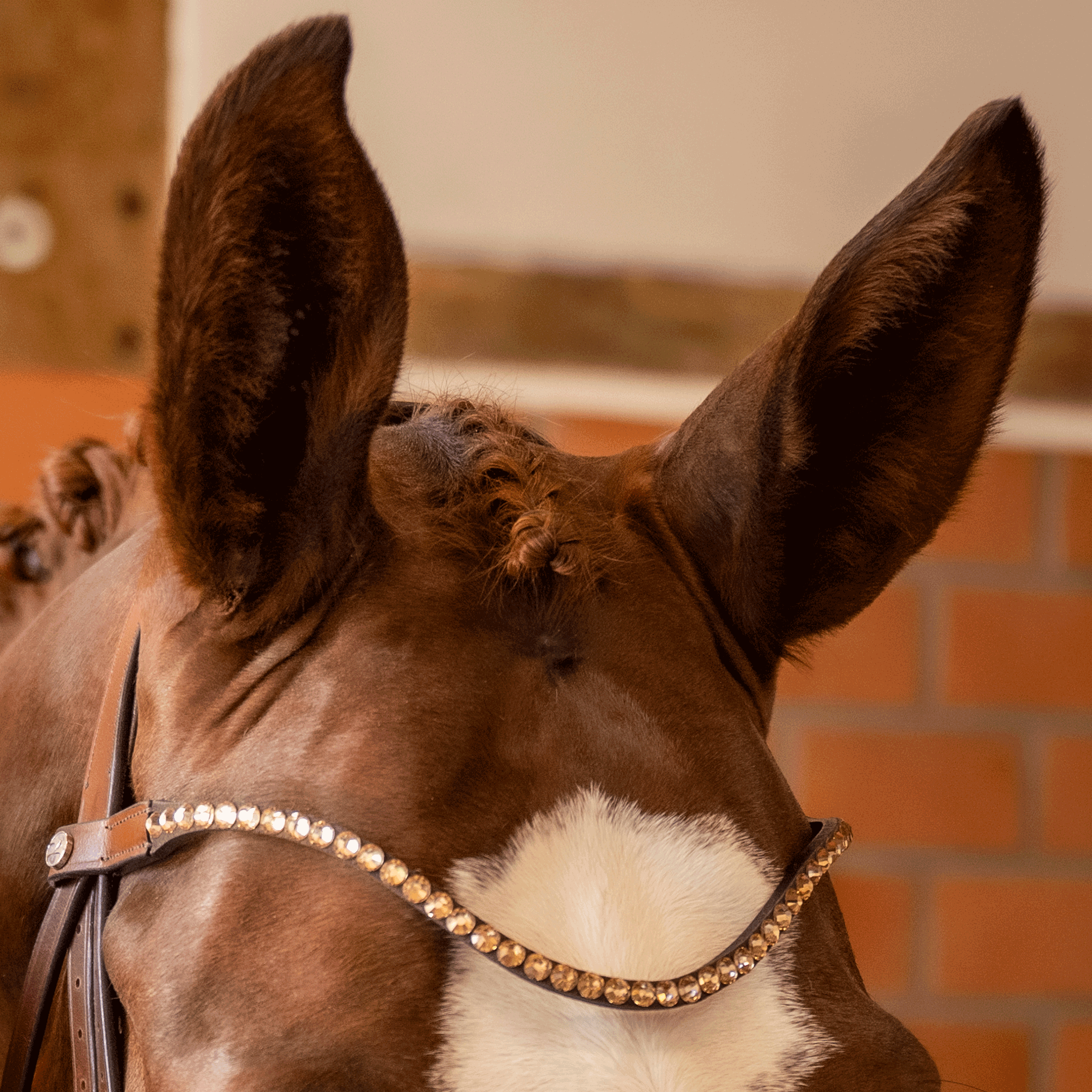Browband CHOOSE IT