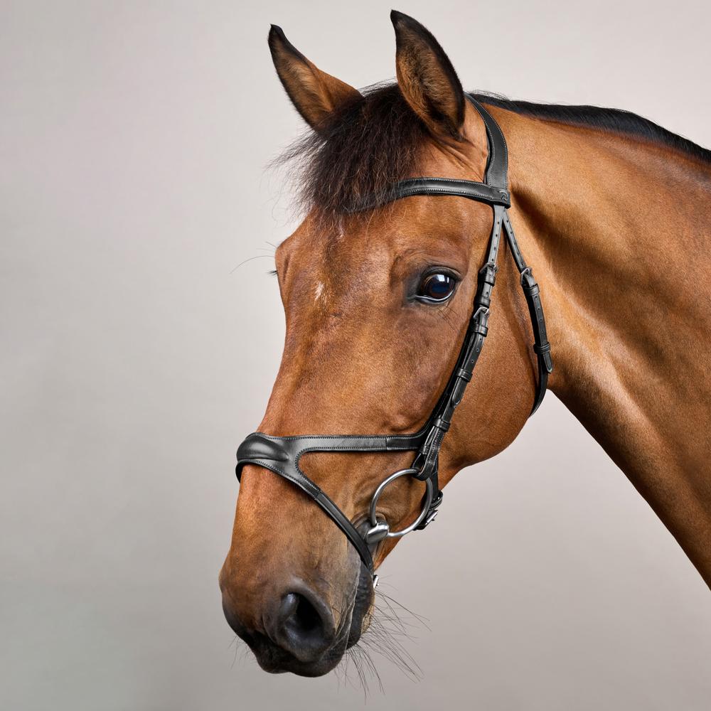 X-fit bridle NE