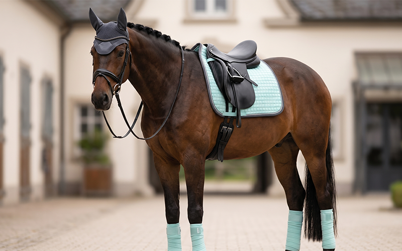 Brauner mit Eskadron Iceblue Outfit
