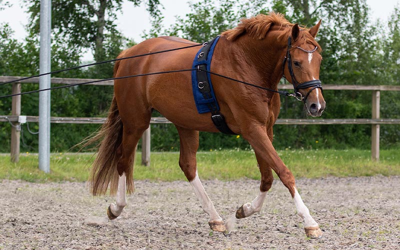 Longen für dein Pferd Pferd mit Doppellonge