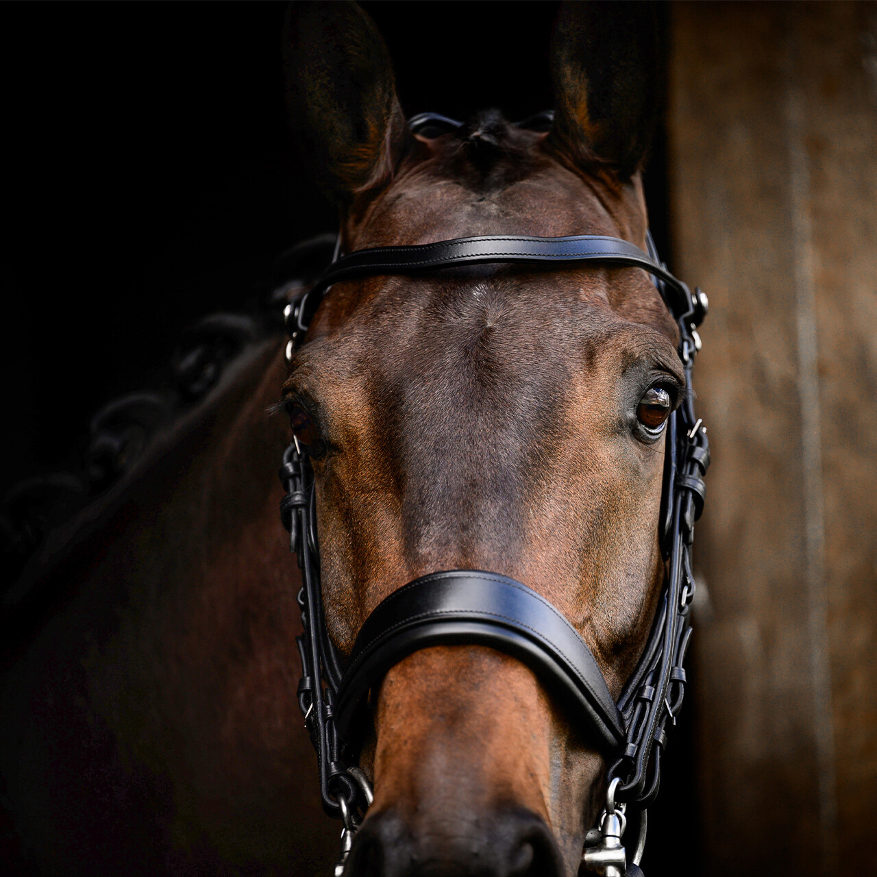 Double bridle FayPerform
