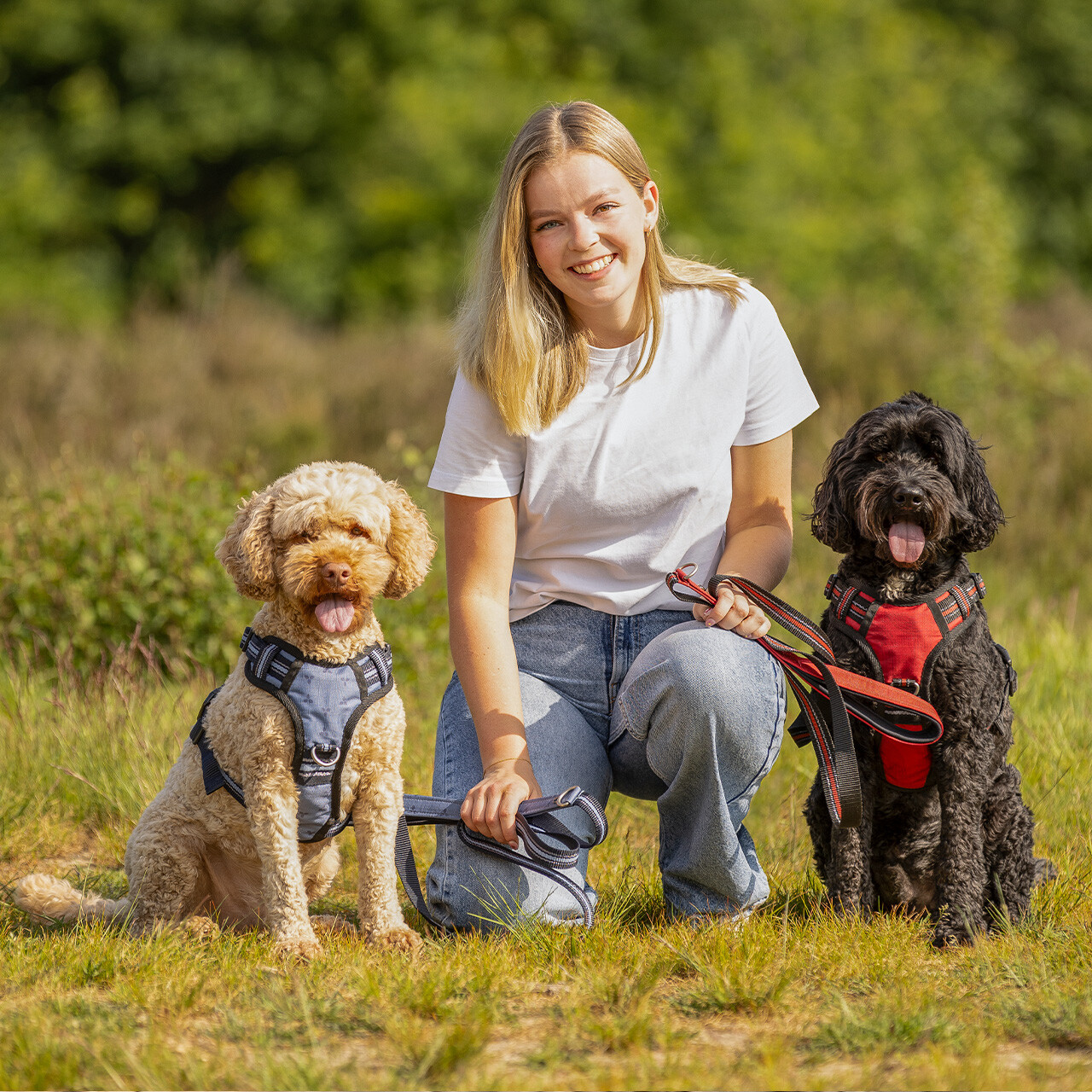 Hundegeschirr Collection